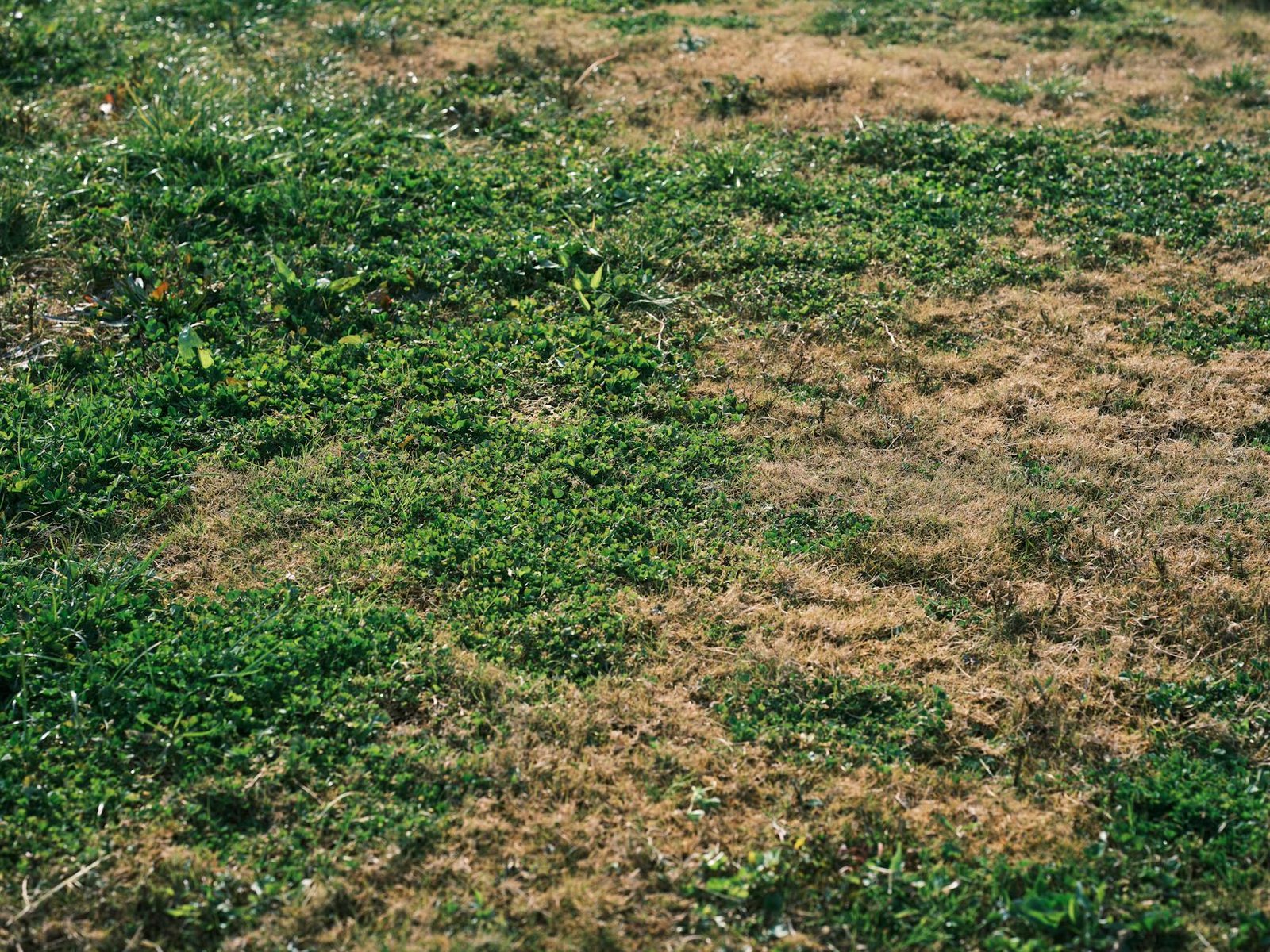 BOMBSHELL: Supreme Court Weighs Risks of Weed Killer Amidst Controversy