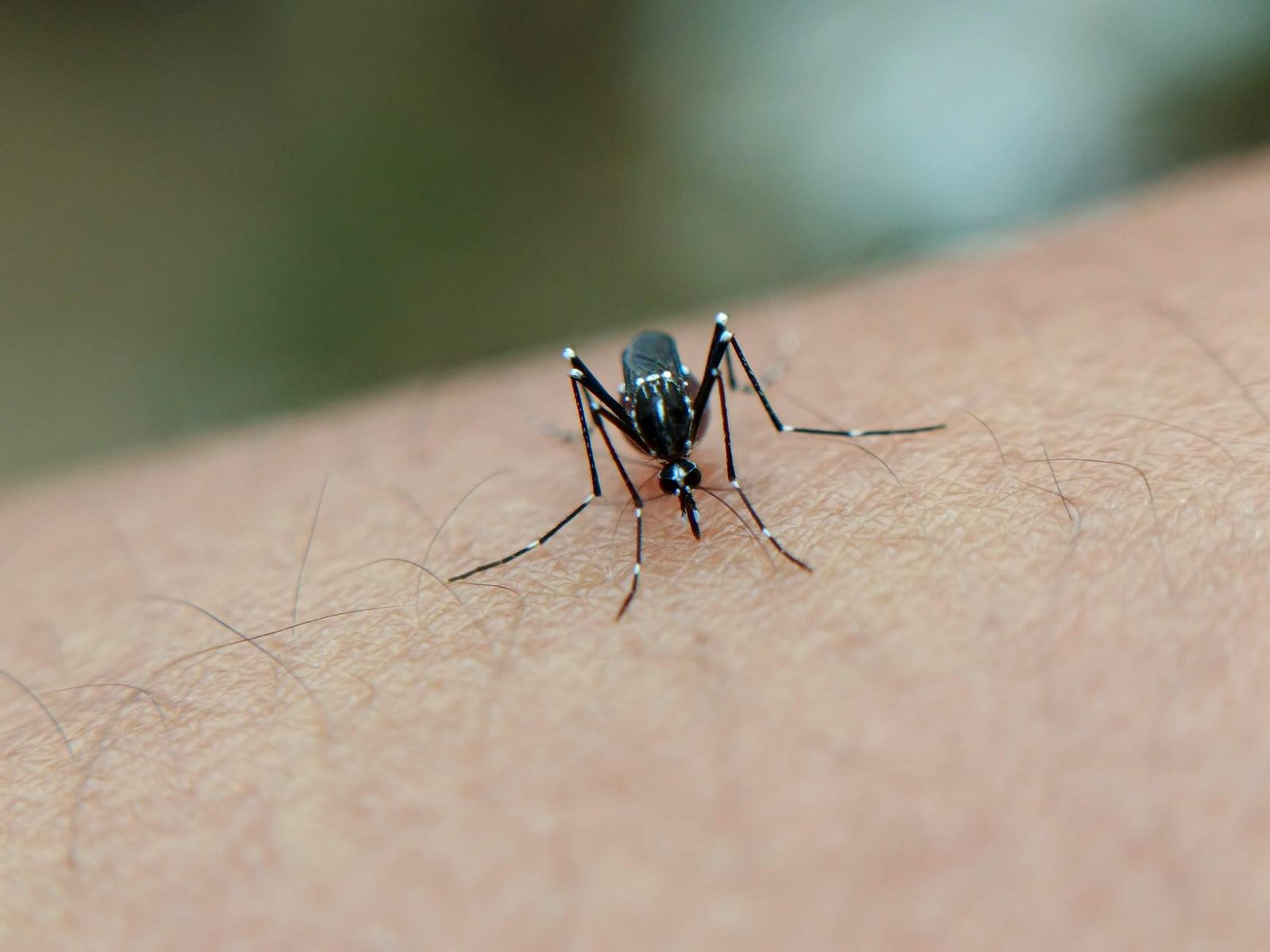 PREDICTION: Mosquitoes Shaped Humanity’s Journey in Surprising Ways