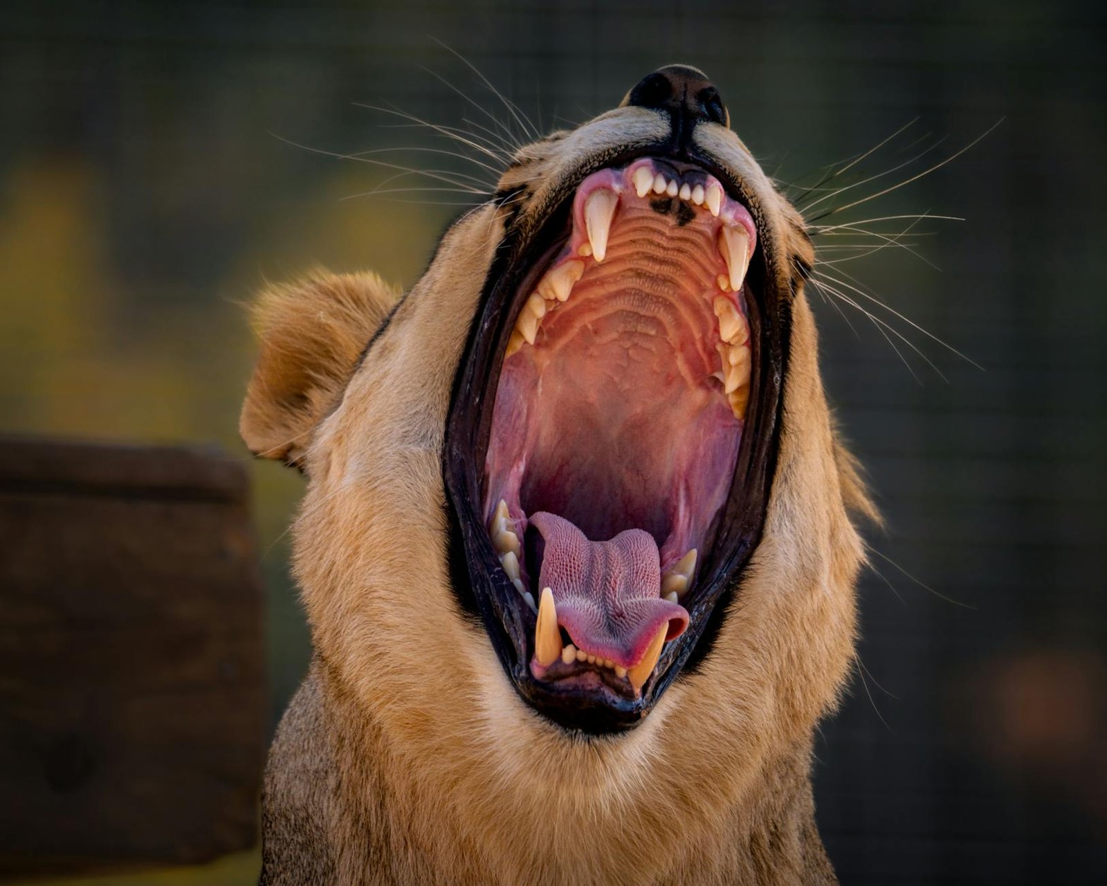 EXPOSED: TRUMP GETS ROARING OVATION ON IRAN AT TURNING POINT EVENT