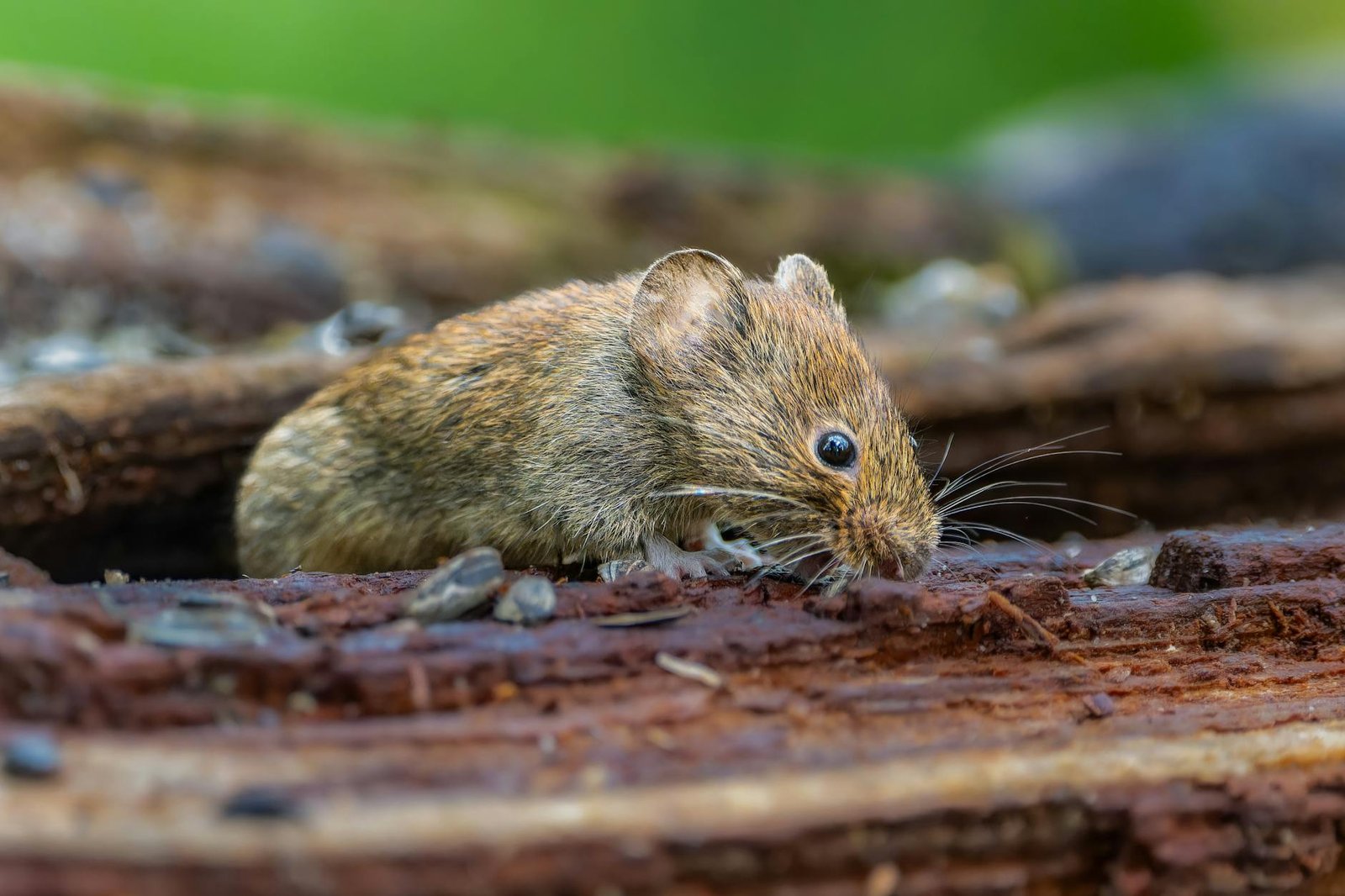 WARNING: IS HANTAVIRUS THE NEXT COVID  IS THE U S  RESPONSE ON POINT  AN O