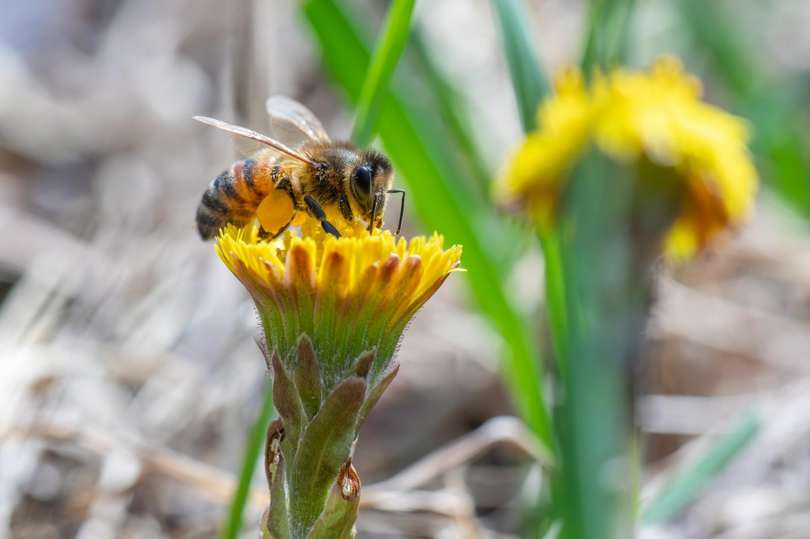 FACT CHECK: PRESERVING POLLINATORS IS GOOD FOR HEALTH    AND INCOME